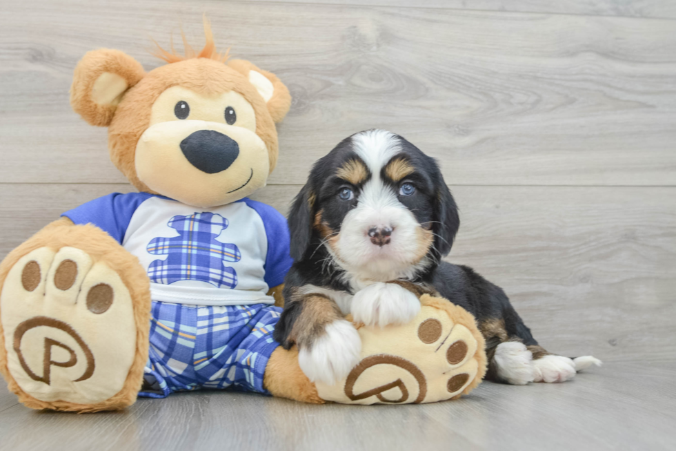 Playful Mini Bernadoodle Poodle Mix Puppy