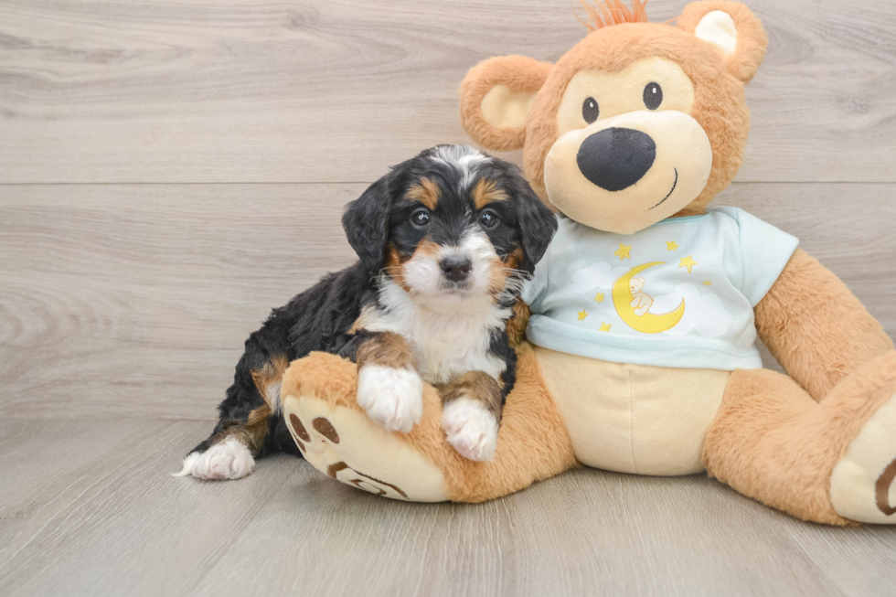 Popular Mini Bernedoodle Poodle Mix Pup