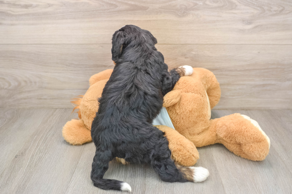 Adorable Bernese Doodle Poodle Mix Puppy