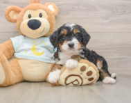7 week old Mini Bernedoodle Puppy For Sale - Premier Pups