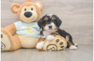 Mini Bernedoodle Pup Being Cute