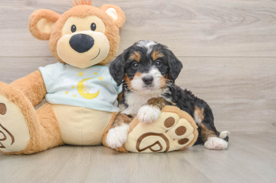 Mini Bernedoodle Pup Being Cute