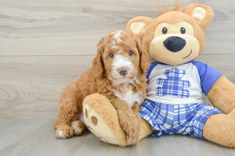 5 week old Mini Bernedoodle Puppy For Sale - Premier Pups