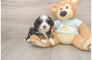 Mini Bernedoodle Puppy for Adoption