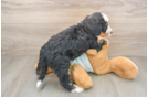 Small Mini Bernedoodle Baby