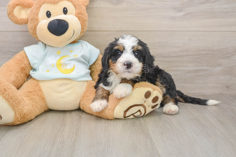 Little Mini Bernesedoodle Poodle Mix Puppy