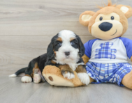 7 week old Mini Bernedoodle Puppy For Sale - Premier Pups