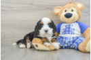 Little Mini Berniedoodle Poodle Mix Puppy