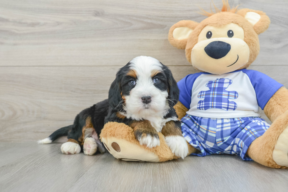Little Mini Berniedoodle Poodle Mix Puppy