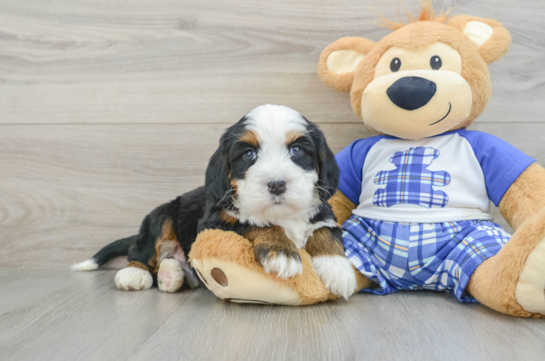 Little Mini Berniedoodle Poodle Mix Puppy