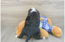 Mini Bernedoodle Puppy for Adoption