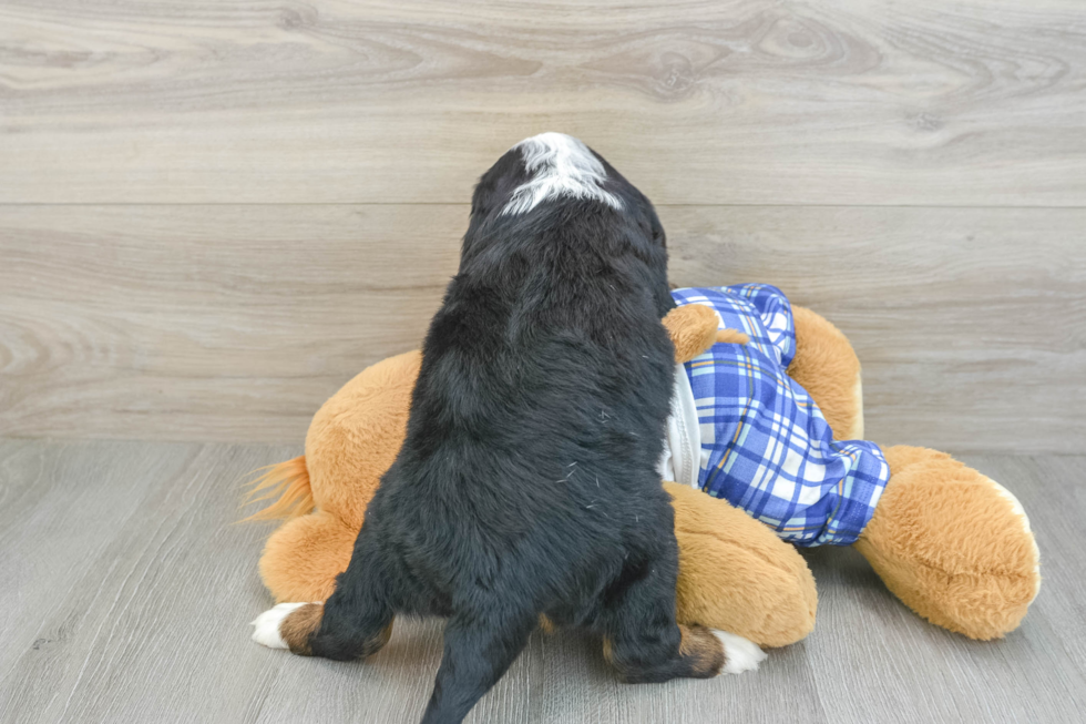 Mini Bernedoodle Puppy for Adoption