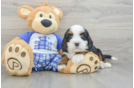 Mini Bernedoodle Puppy for Adoption
