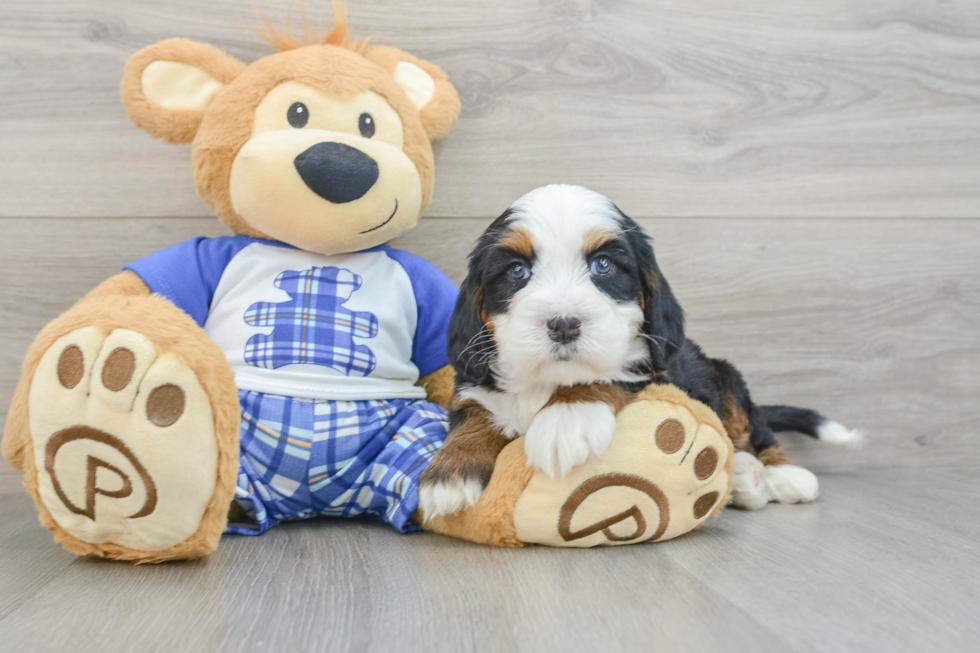 Mini Bernedoodle Puppy for Adoption