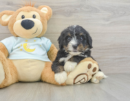 7 week old Mini Bernedoodle Puppy For Sale - Premier Pups