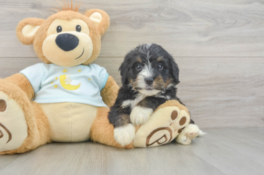 Best Mini Bernedoodle Baby