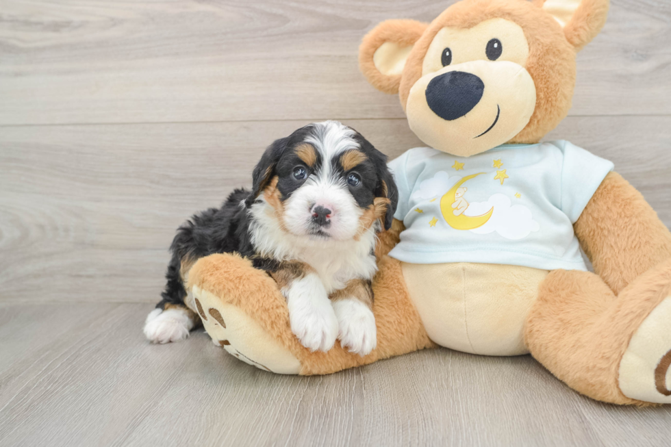 Playful Mini Bernesepoo Poodle Mix Puppy