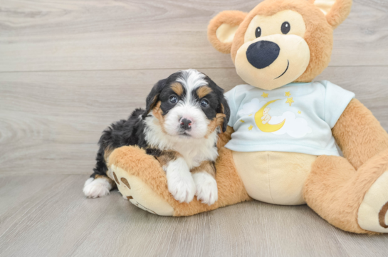 Playful Mini Bernesepoo Poodle Mix Puppy