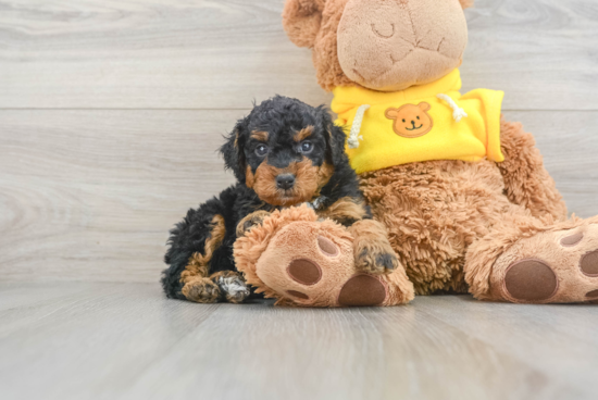 Popular Mini Bernedoodle Poodle Mix Pup