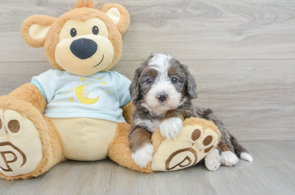 6 week old Mini Bernedoodle Puppy For Sale - Premier Pups