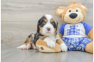 Mini Bernedoodle Puppy for Adoption