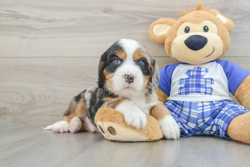 Mini Bernedoodle Puppy for Adoption