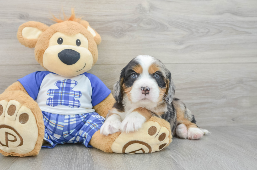 5 week old Mini Bernedoodle Puppy For Sale - Premier Pups