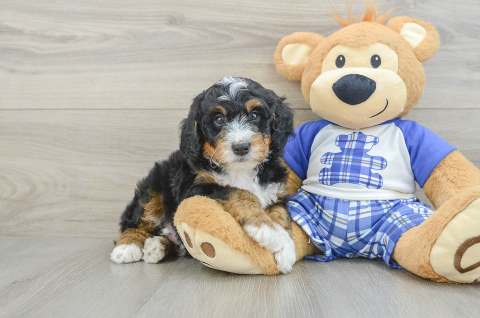 5 week old Mini Bernedoodle Puppy For Sale - Premier Pups