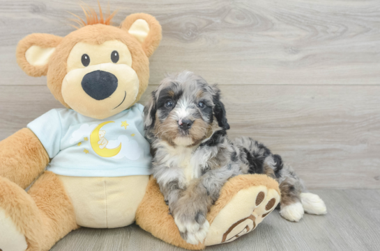 Energetic Mini Bernese Poodle Poodle Mix Puppy