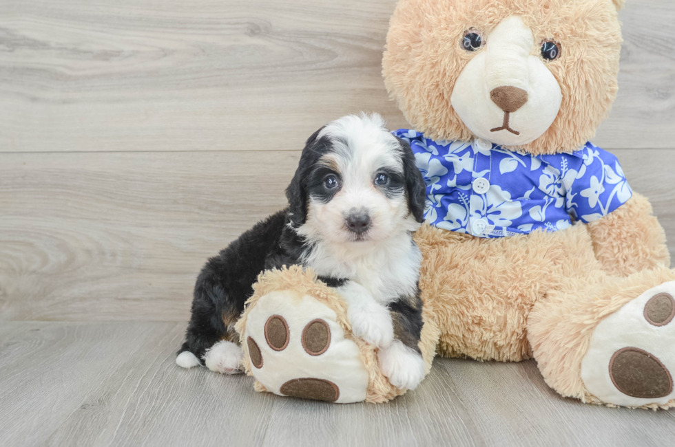 7 week old Mini Bernedoodle Puppy For Sale - Premier Pups