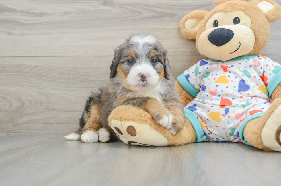 6 week old Mini Bernedoodle Puppy For Sale - Premier Pups