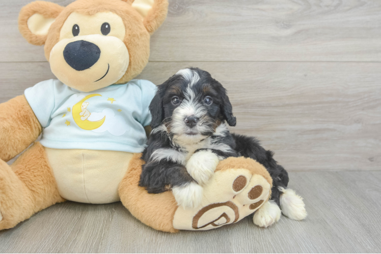 Best Mini Bernedoodle Baby