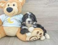 8 week old Mini Bernedoodle Puppy For Sale - Premier Pups
