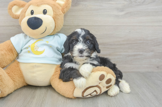 Best Mini Bernedoodle Baby