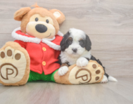 6 week old Mini Bernedoodle Puppy For Sale - Premier Pups