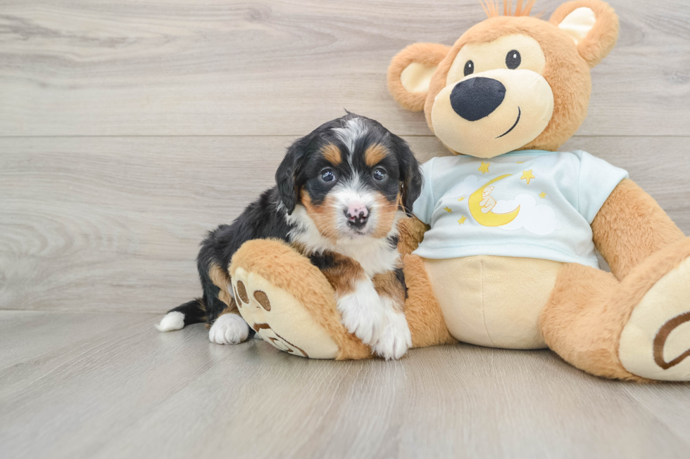 Mini Bernedoodle Pup Being Cute