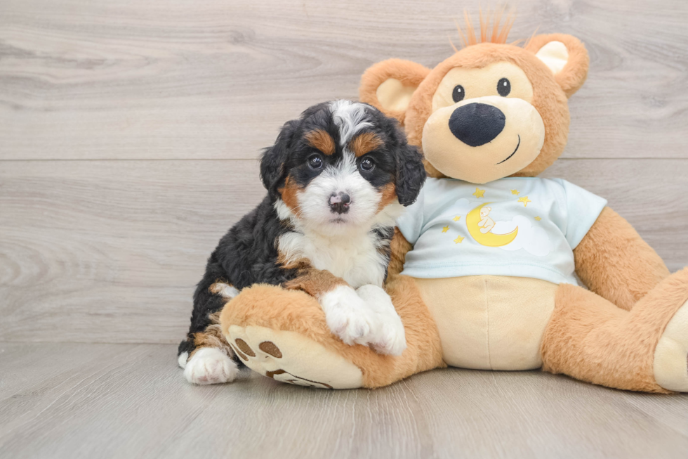 Little Mini Bernesedoodle Poodle Mix Puppy