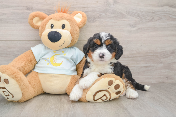 Smart Mini Bernedoodle Poodle Mix Pup