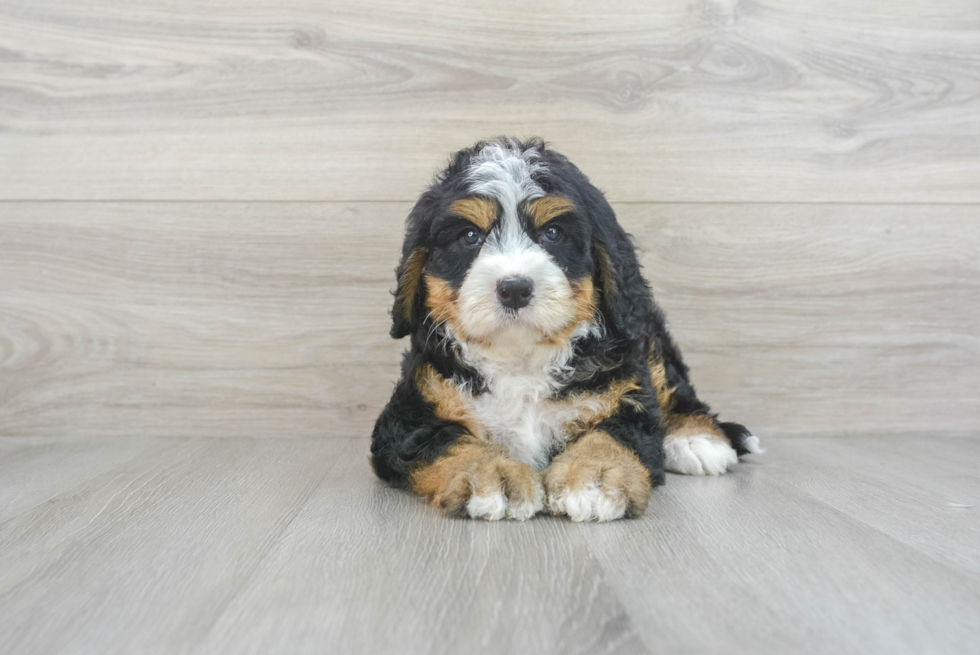 Funny Mini Bernedoodle Poodle Mix Pup