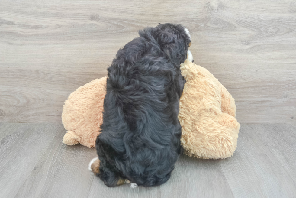 Friendly Mini Bernedoodle Baby