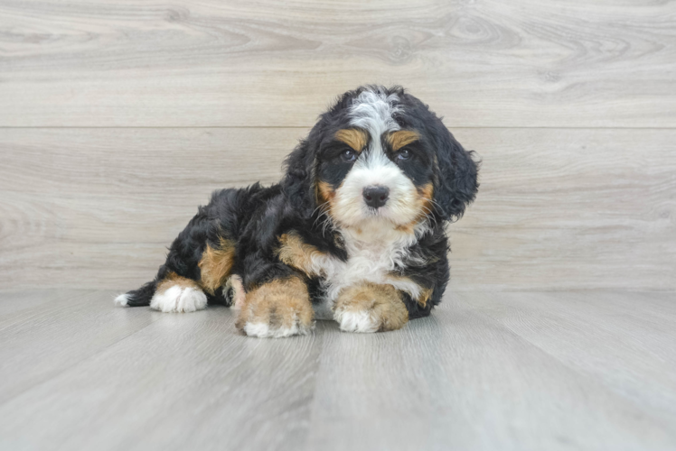 Mini Bernedoodle Pup Being Cute