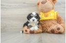 Cute Mini Bernedoodle Baby