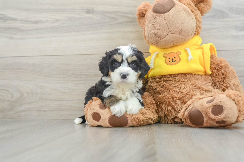 7 week old Mini Bernedoodle Puppy For Sale - Premier Pups