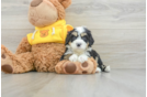 Hypoallergenic Mini Bernese Poodle Poodle Mix Puppy