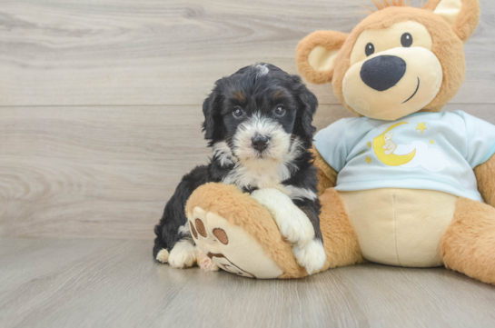 Friendly Mini Bernedoodle Baby