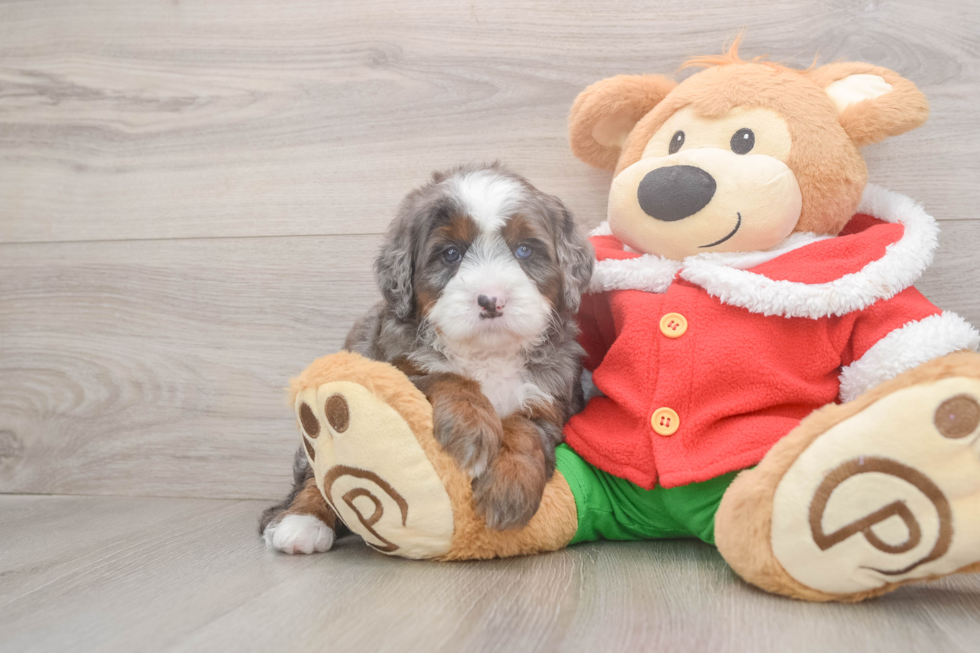 Small Mini Bernedoodle Baby