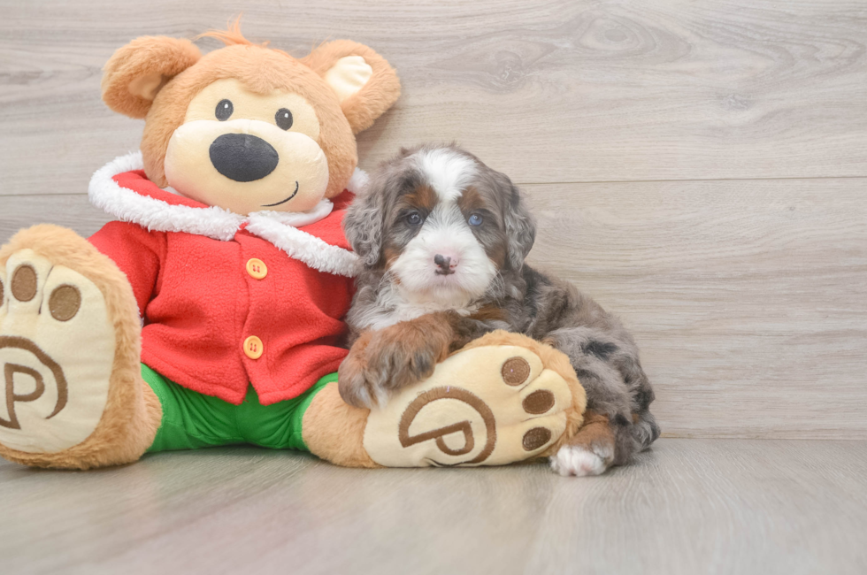 6 week old Mini Bernedoodle Puppy For Sale - Premier Pups