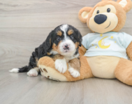 6 week old Mini Bernedoodle Puppy For Sale - Premier Pups