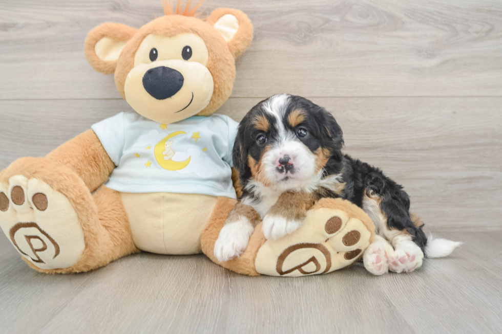 Mini Bernedoodle Puppy for Adoption