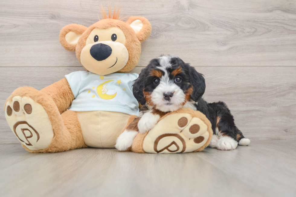 Mini Bernedoodle Puppy for Adoption